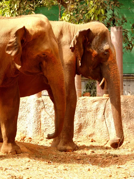 Animaux du zoo — Photo