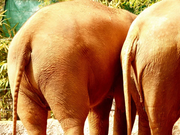 Zoológico Animais — Fotografia de Stock