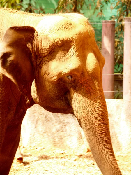 Zoológico Animais — Fotografia de Stock