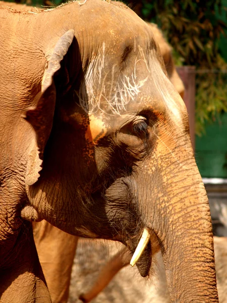 Zwierzęta w ogrodach zoologicznych — Zdjęcie stockowe