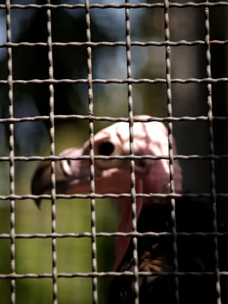 Zwierzęta w ogrodach zoologicznych — Zdjęcie stockowe