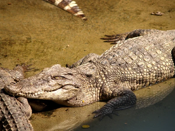 Zoológico Animais — Fotografia de Stock