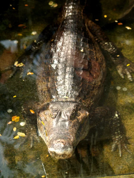 Zoológico Animais — Fotografia de Stock