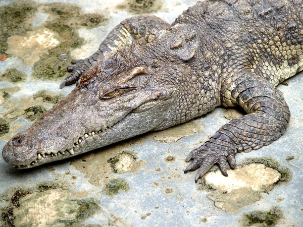 Zoológico Animais — Fotografia de Stock