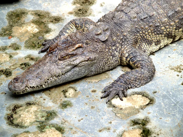 Animales del Zoo —  Fotos de Stock