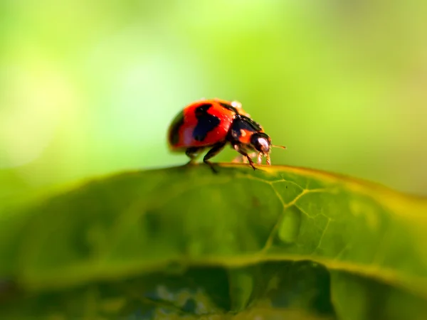 Bug insect — Stock Photo, Image