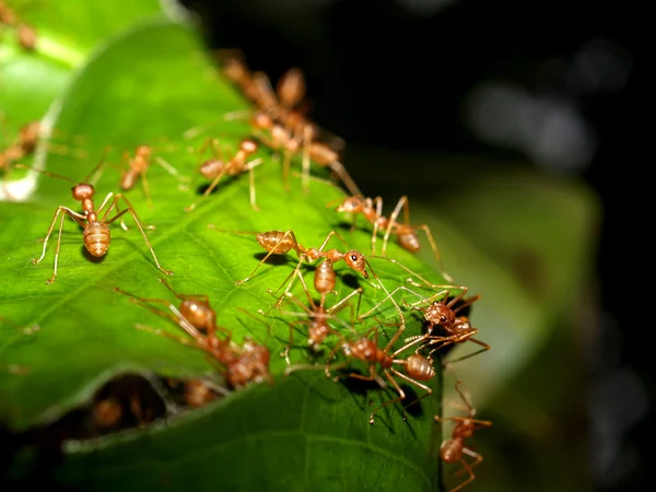 Hormigas rojas —  Fotos de Stock