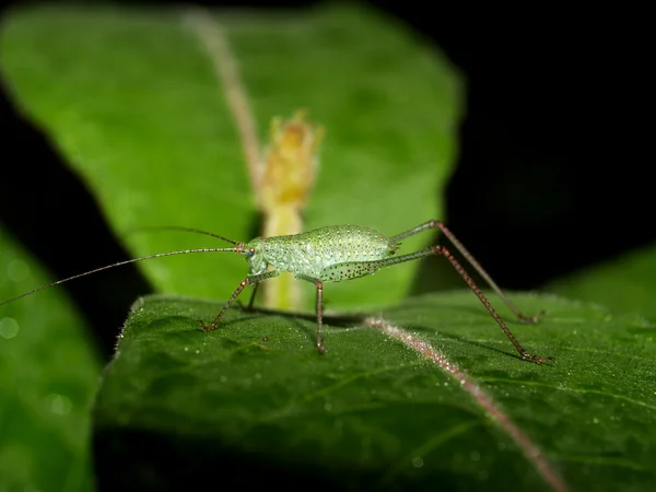 Hormigas rojas — Foto de Stock