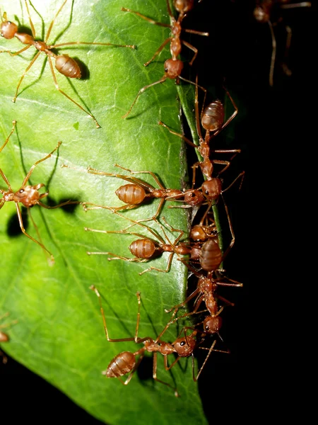 Red ants — Stock Photo, Image