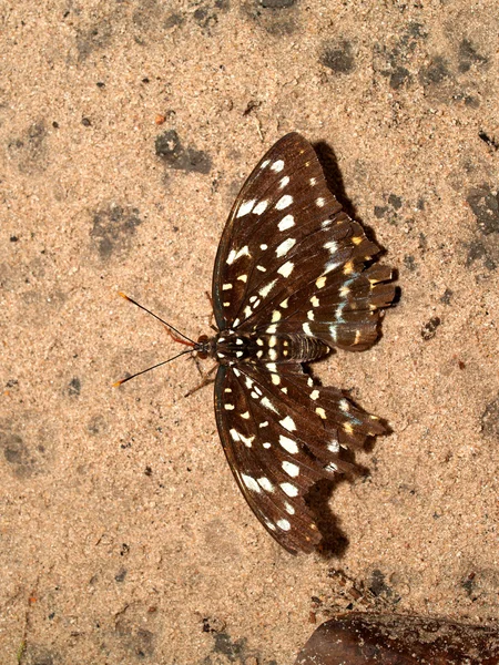 Insecto insecto — Foto de Stock