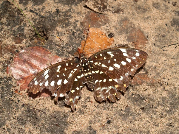 Insecto insecto — Foto de Stock