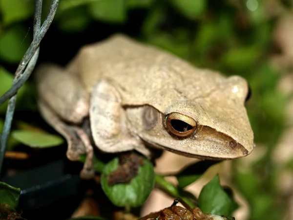 Treefrog αμφίβιο δέντρο βάτραχος — Φωτογραφία Αρχείου