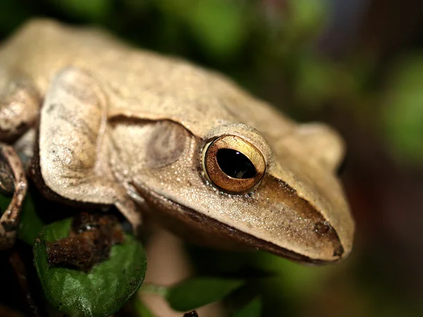 Tree frog amphibian treefrog — Stock Photo, Image