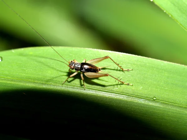 Bug insect — Stock Photo, Image