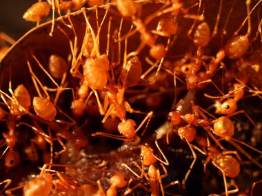 Kırmızı karıncalar.