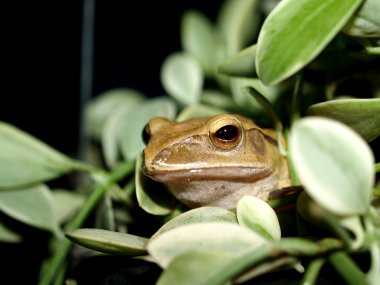 tree frog amphibian treefrog