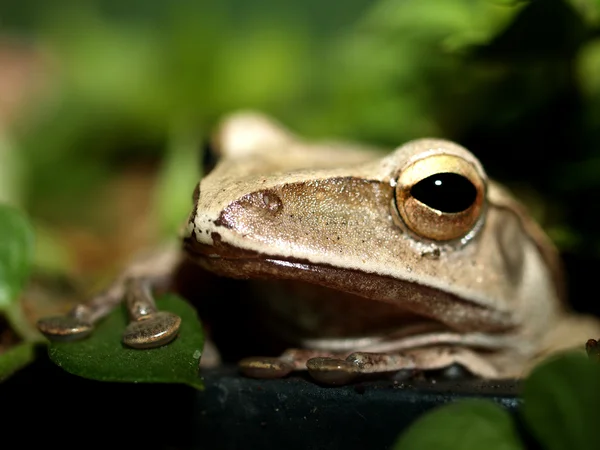 Tree frog amphibian treefrog — Stok fotoğraf