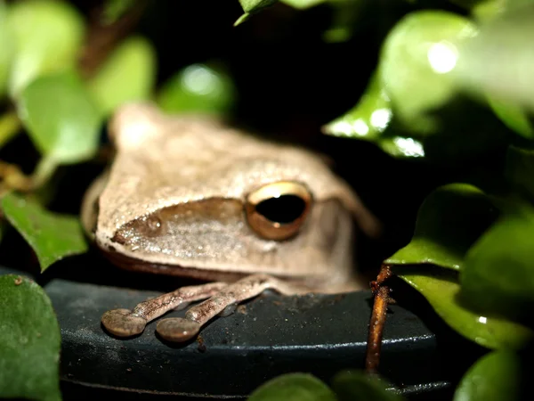 Treefrog αμφίβιο δέντρο βάτραχος — Φωτογραφία Αρχείου