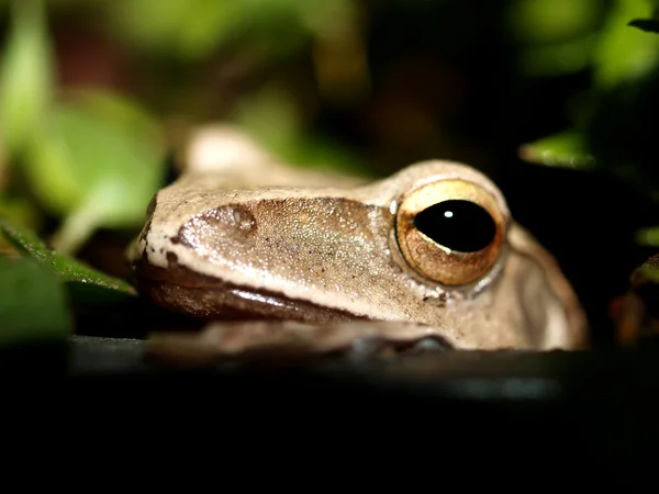 Laubfrosch Amphibien-Treefrog — Stockfoto