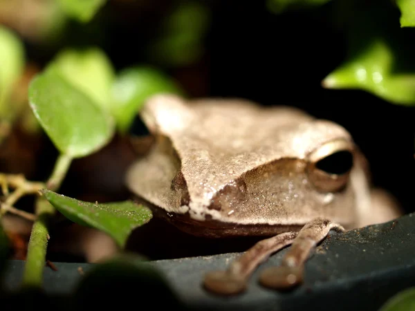 Rana árbol anfibio treefrog — Foto de Stock