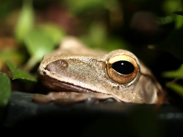 Rosnička obojživelník treefrog — Stock fotografie