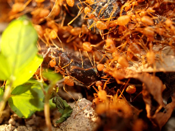 Red ants — Stock Photo, Image