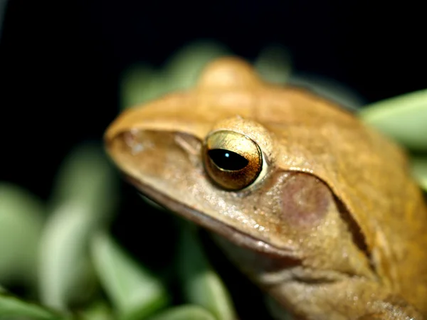 Laubfrosch Amphibien-Treefrog — Stockfoto