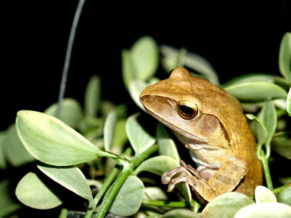 Rosnička obojživelník treefrog — Stock fotografie