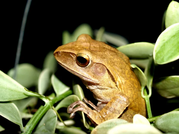 Tree frog amphibian treefrog — Stockfoto