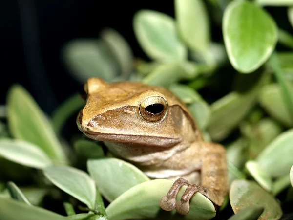 Grenouille amphibien rainette — Photo