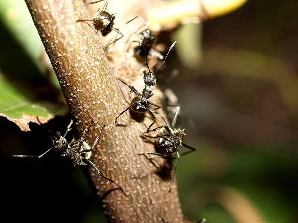 Red ants — Stock Photo, Image