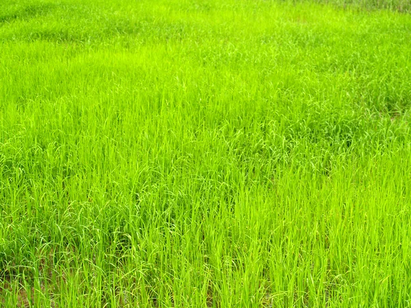 Gras Hintergrund grünes Gras — Stockfoto