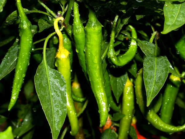 Ensemble de légumes — Photo