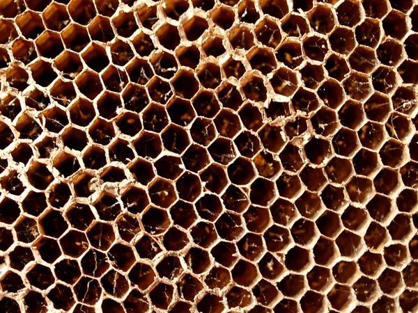 Peine de abeja Fotos De Stock