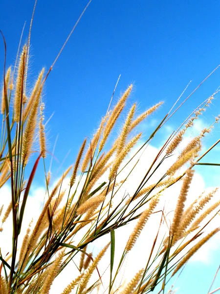 Bellissimo fiore — Foto Stock