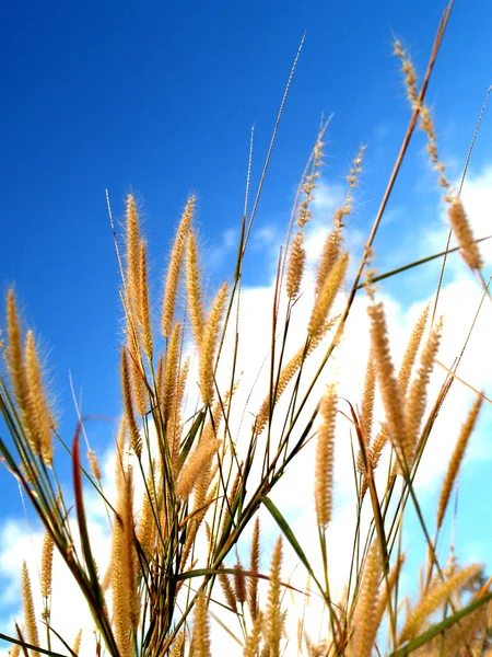 Hermosa flor — Foto de Stock