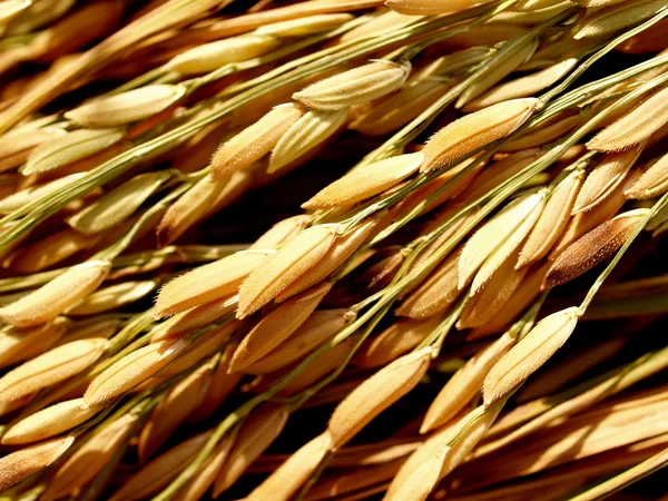 Yükseliş tahıl — Stok fotoğraf