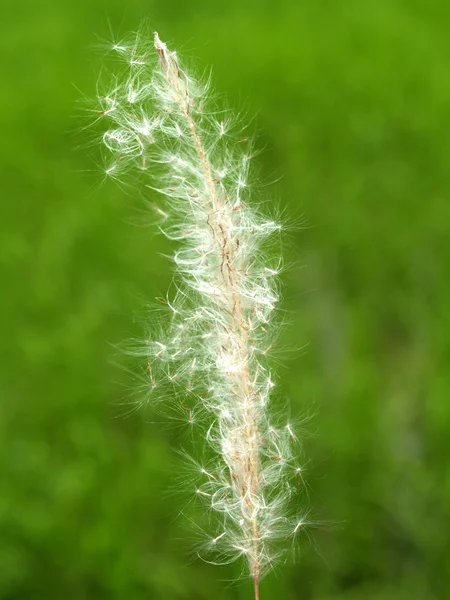 Hermosa flor —  Fotos de Stock