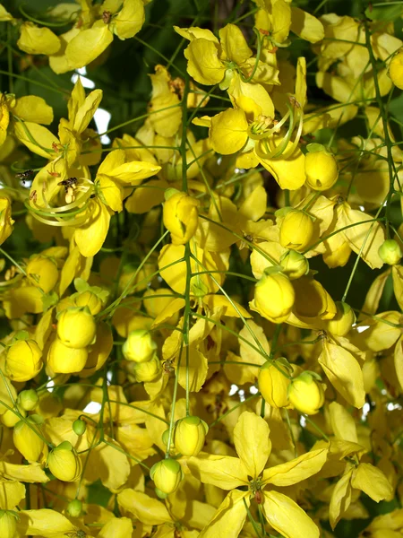 Vacker blomma — Stockfoto