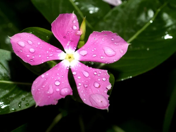 Krásná květina — Stock fotografie