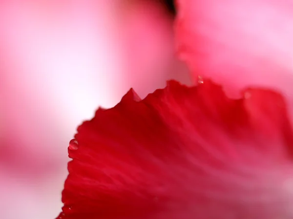 Beautiful flower — Stock Photo, Image