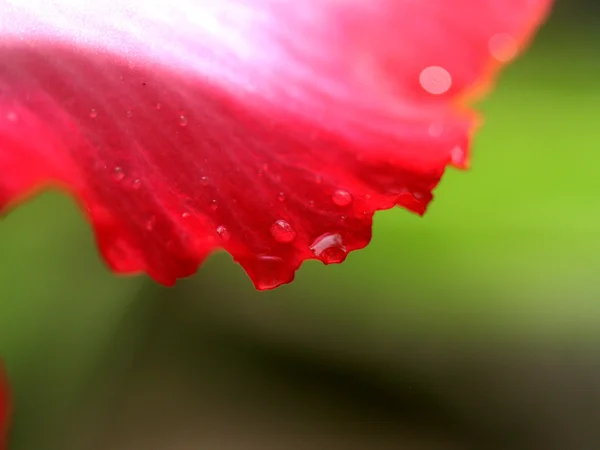 Bellissimo fiore — Foto Stock