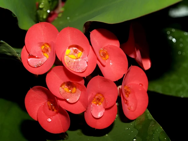 Beautiful flower — Stock Photo, Image