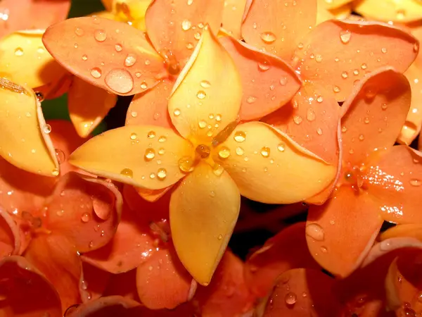 Bellissimo fiore — Foto Stock