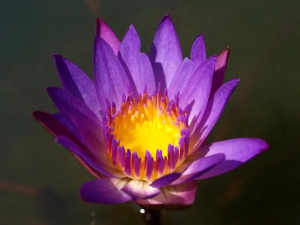 Lotus fleur — Photo