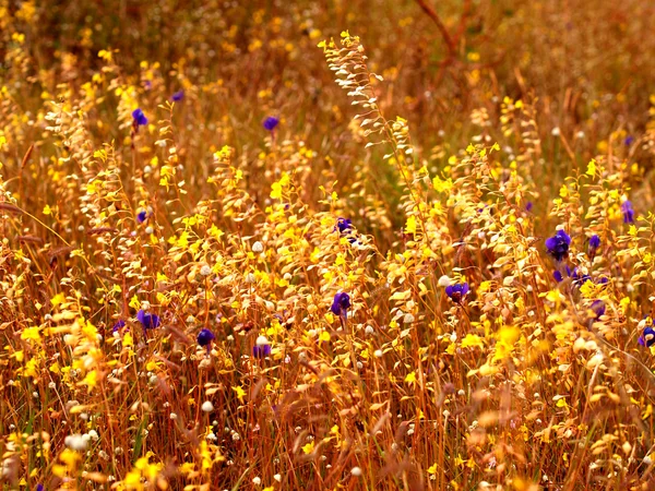 Beautiful flower — Stock Photo, Image