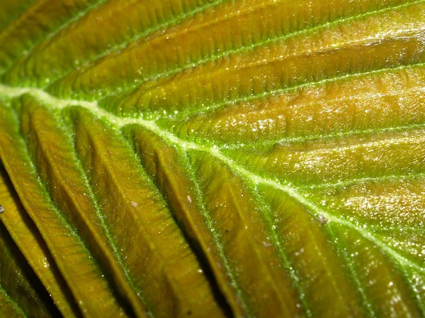 Fondo de la hoja —  Fotos de Stock