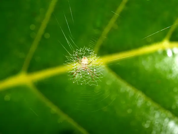 Sfondo foglia — Foto Stock