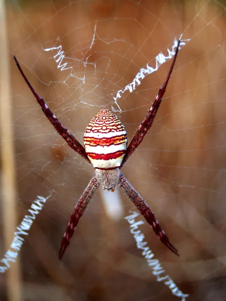 Foto av en stor spindel — Stockfoto