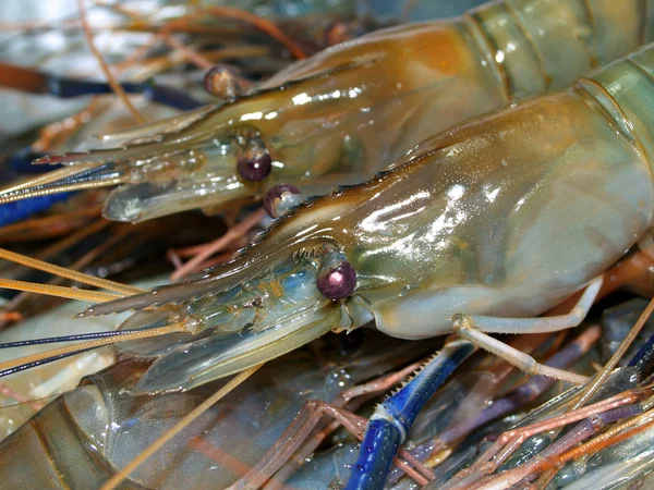 Gambas crudas — Foto de Stock